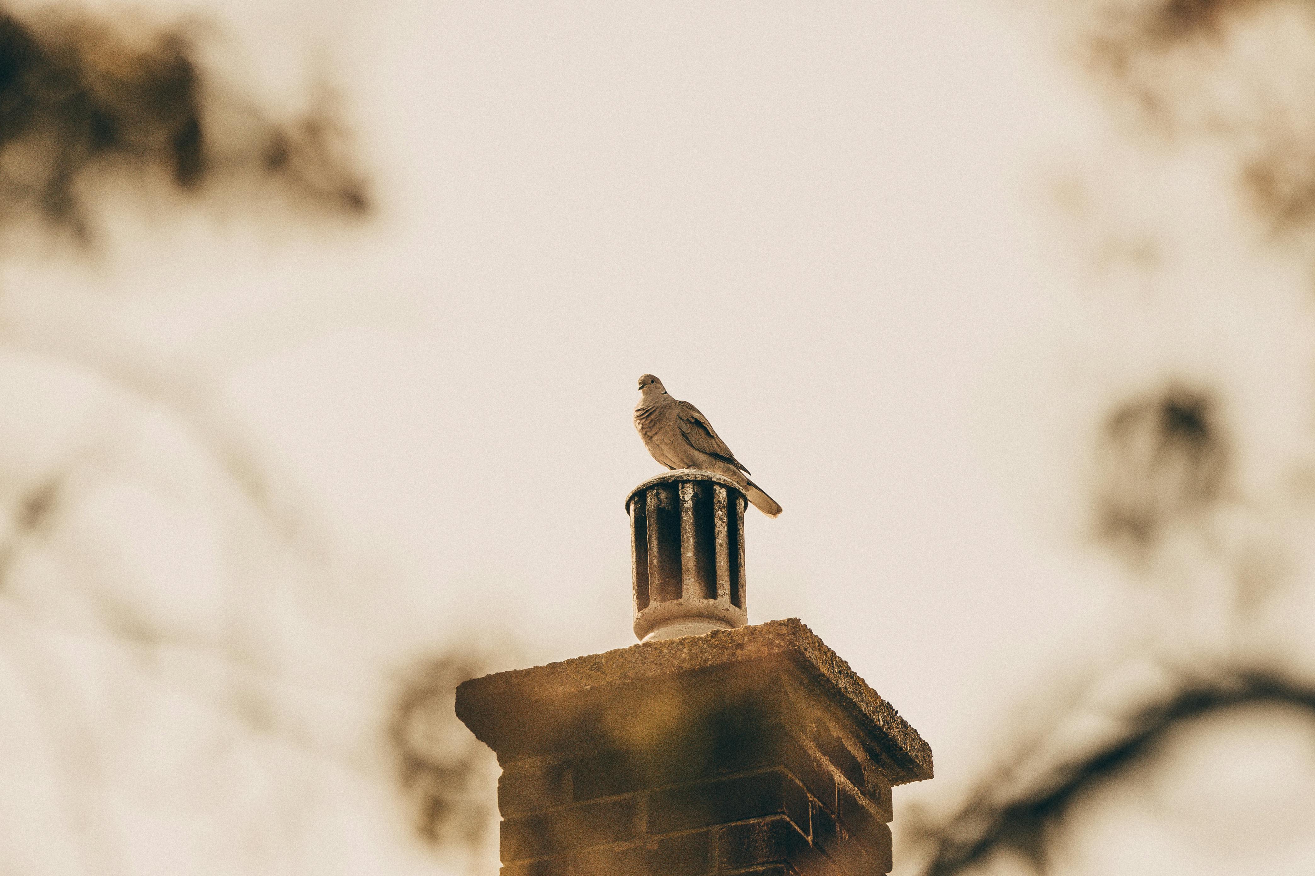 Professional Chimney Cap Installation Services in Des Plaines, IL Expert Chimney Cap Installation in Des Plaines, Illinois